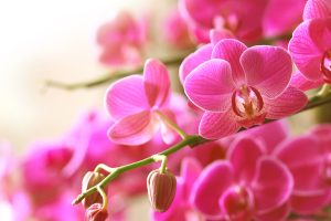 Scopri di più sull'articolo Quali tipi di orchidee conosci? Ecco caratteristiche e particolarità delle specie più comuni del fiore più elegante