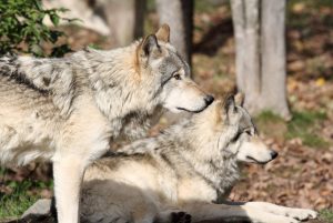 Scopri di più sull'articolo Il TAR di Bolzano blocca l’uccisione di 4 lupi: esistono altre soluzioni per proteggere gli allevamenti