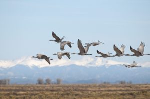 Scopri di più sull'articolo Corpi più piccoli, becchi più lunghi: come gli uccelli si adattano al climate change