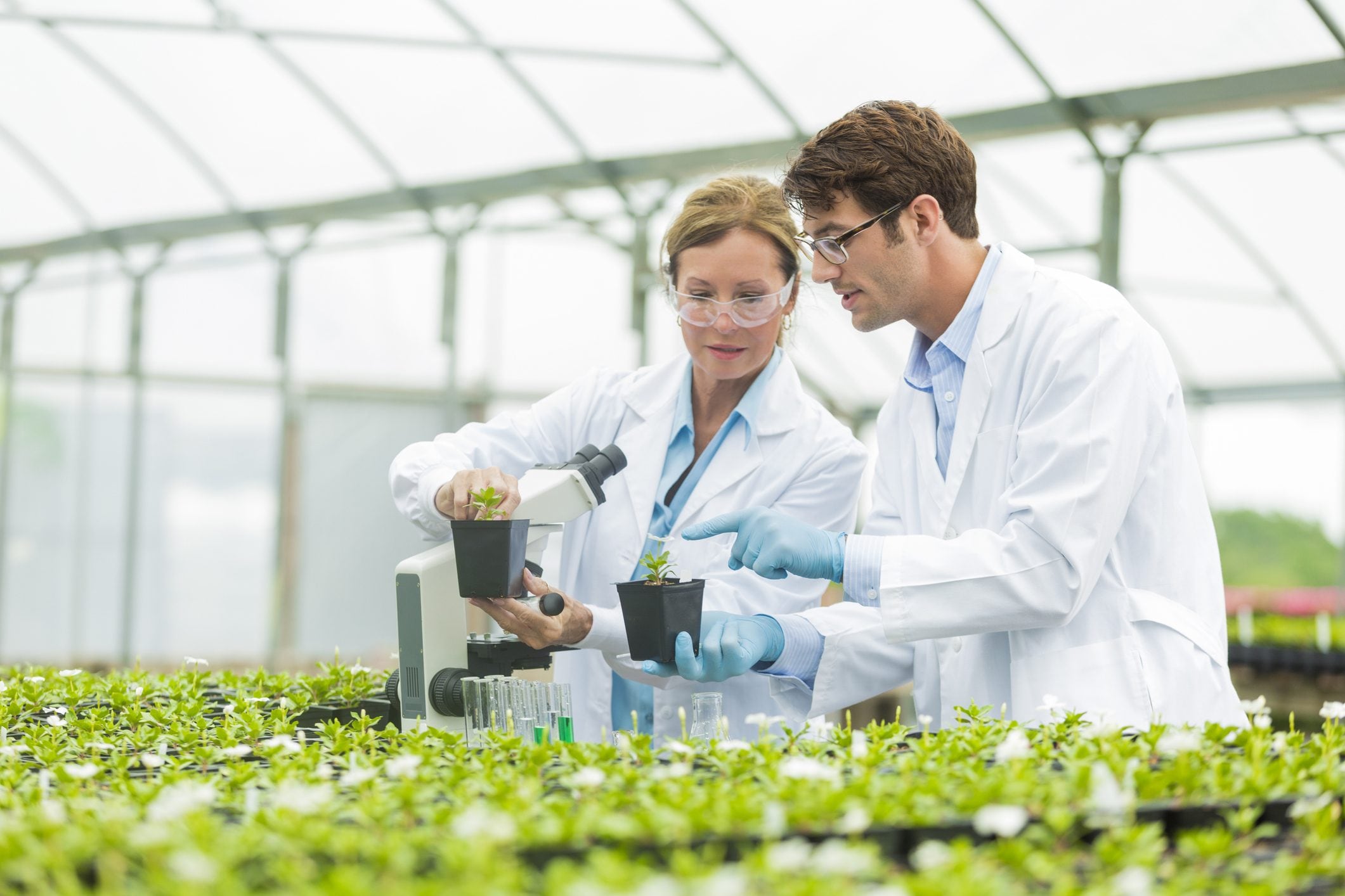 Scopri di più sull'articolo Piante tecnologiche in aiuto per individuare sostanze tossiche nell’ambiente: l’esperimento riuscito