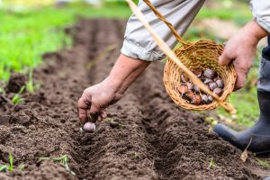 Scopri di più sull'articolo La semina di ottobre: cosa piantare nell’orto e nel giardino nel mese centrale dell’autunno