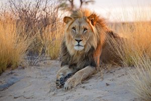 Scopri di più sull'articolo La voce umana è più spaventosa del ruggito del leone per gli animali della savana