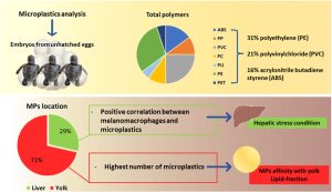 Scopri di più sull'articolo Microlplastiche negli embrioni di tartarughe marine