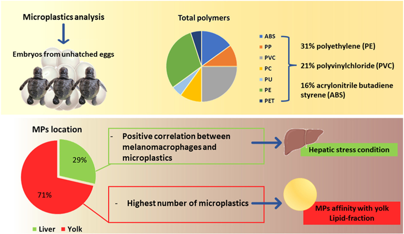 Scopri di più sull'articolo Microlplastiche negli embrioni di tartarughe marine