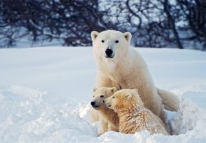 Scopri di più sull'articolo A causa dello scioglimento del ghiaccio marino gli orsi polari fanno più fatica ad allattare