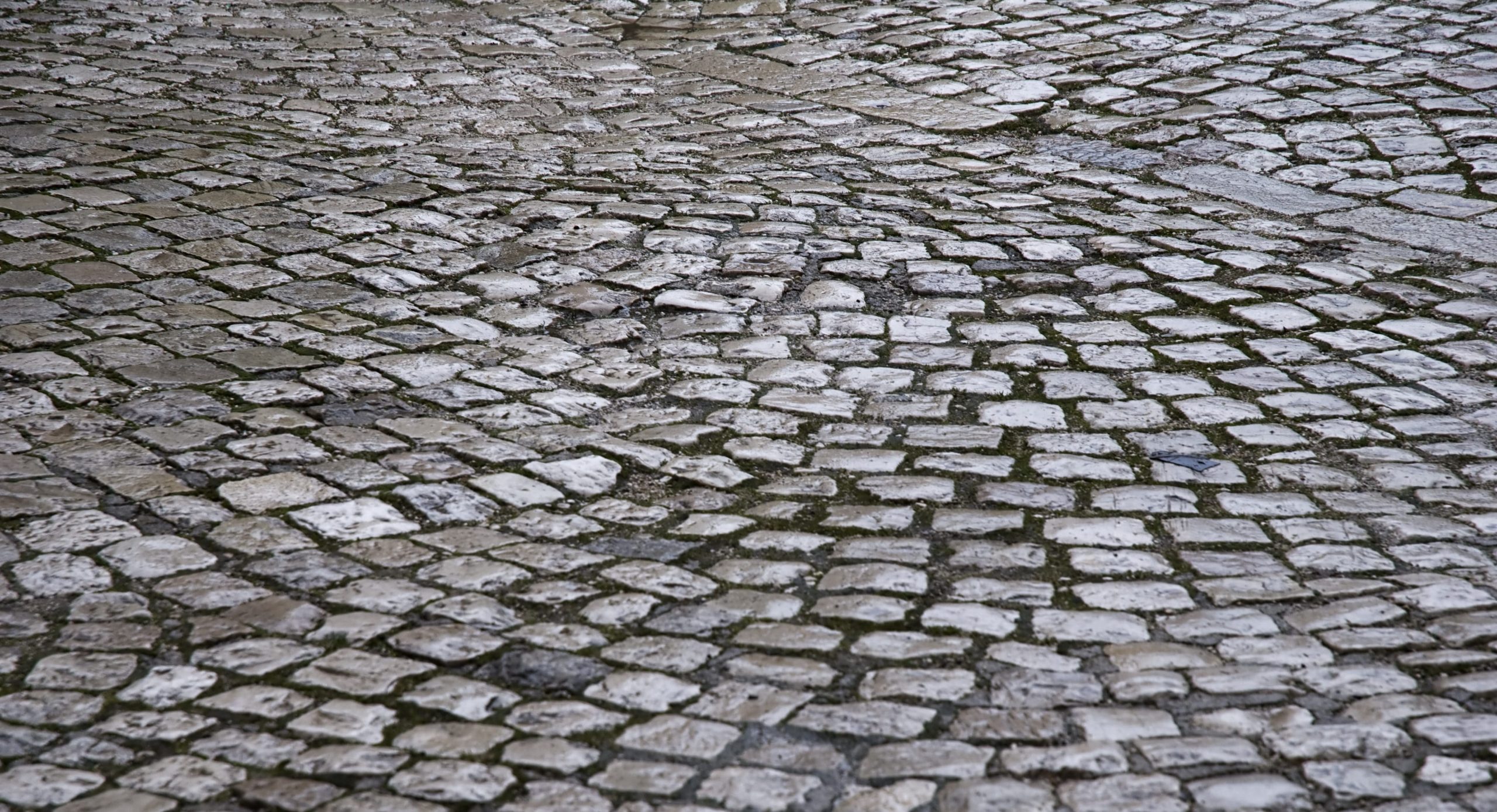 Scopri di più sull'articolo Nei Paesi Bassi i sampietrini verranno rimossi per piantare alberi e rendere le città più vivibili