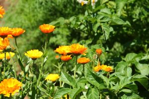 Scopri di più sull'articolo Come coltivare la calendula, il fiore che attira api e bombi e favorisce l’impollinazione nel tuo orto