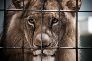 Scopri di più sull'articolo L’appello della Lav al Governo dopo il caso del leone Kimba a Ladispoli: “Stop agli animali nei circhi”