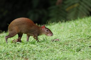 Scopri di più sull'articolo Nell’Amazzonia peruviana è stata scoperta una specie finora sconosciuta