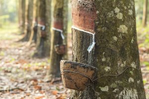 Scopri di più sull'articolo Perché la produzione di gomma naturale è una minaccia per le foreste del sud-est asiatico