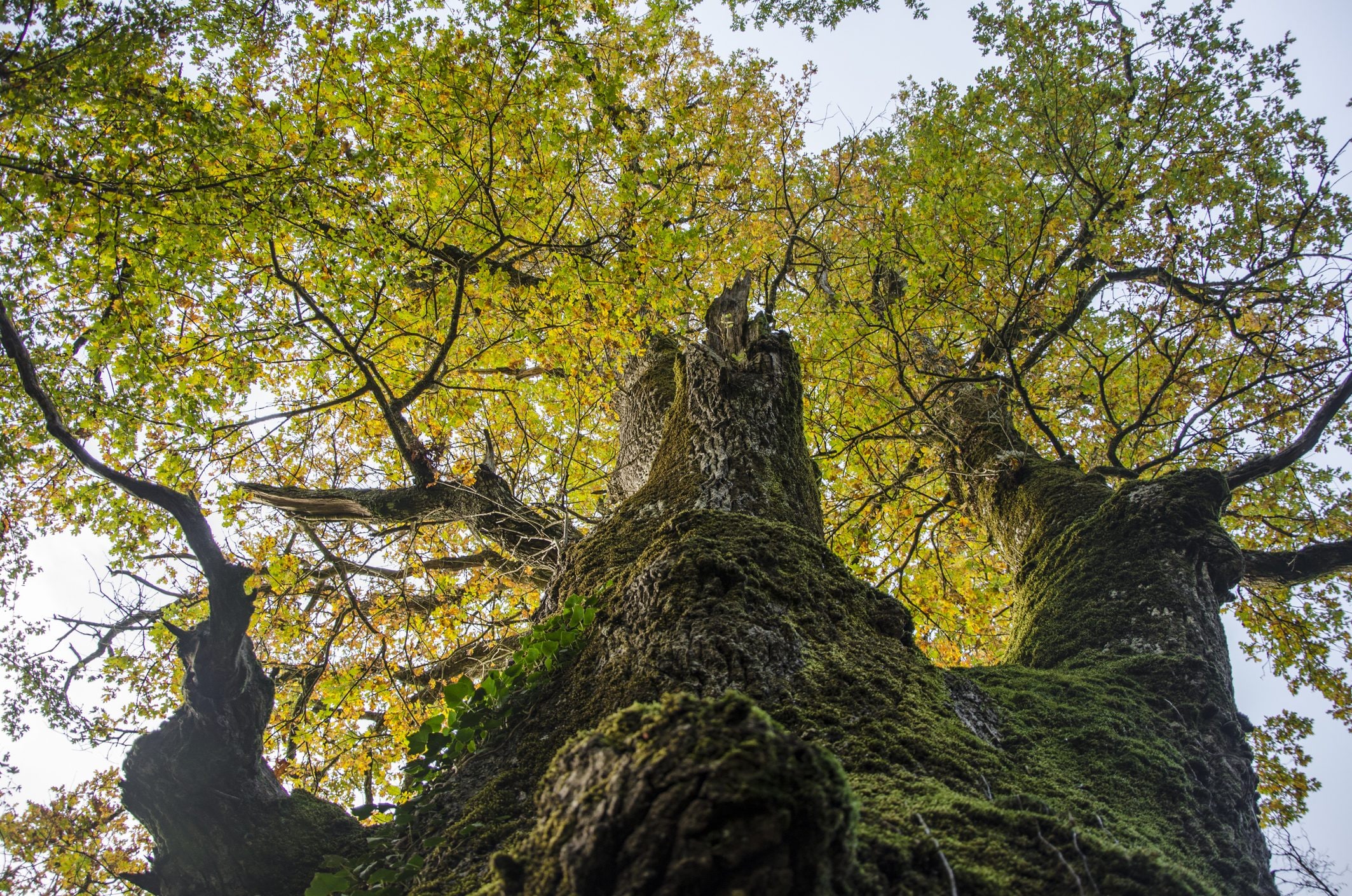 Scopri di più sull'articolo Il nuovo percorso del Cerquone: la passeggiata di 4km per scoprire le meraviglie del bosco