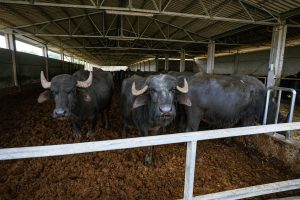 Scopri di più sull'articolo Un’inchiesta ha denunciato gravi violazioni del benessere animale in alcuni allevamenti di bufale