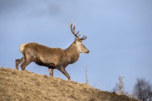 Scopri di più sull'articolo Trentino, aperta la caccia ai cervi nel Parco dello Stelvio, tra le proteste degli animalisti