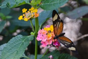 Scopri di più sull'articolo Nelle Ande è stata scoperta una nuova specie di farfalla con ben otto sottospecie diverse
