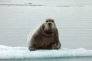 Scopri di più sull'articolo Nell’Artico è stata scoperta una nuova foca anellata, rimasta isolata per 100mila anni