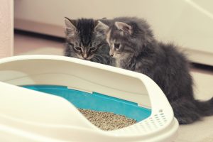 Scopri di più sull'articolo Dove si butta la lettiera vegetale del gatto? I tre casi da considerare