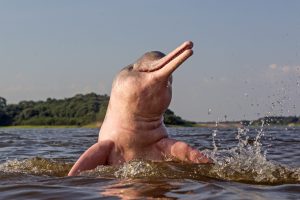 Scopri di più sull'articolo Dalla Colombia un segnale di speranza per i delfini di fiume