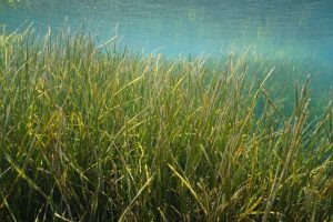 Scopri di più sull'articolo Nel Golfo di Trieste ci sono 100 metri quadri di nuove alghe: produrranno ossigeno come 50 alberi