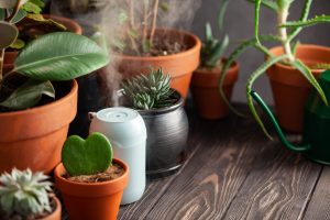 Scopri di più sull'articolo A ogni pianta il suo vaso: come scegliere quello giusto