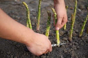 Scopri di più sull'articolo La semina di novembre: cosa piantare nell’orto guardando già al passaggio tra autunno e inverno