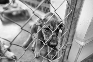 Scopri di più sull'articolo Carne di cane, arriva finalmente la legge che la vieta in Corea del Sud: ecco quando