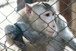 Scopri di più sull'articolo In Germania decisione storica contro la sperimentazione su animali in laboratorio