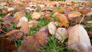 Scopri di più sull'articolo Sai perché non dovresti rimuovere le foglie secche in giardino o nell’orto?
