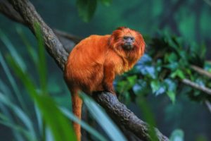 Scopri di più sull'articolo Dopo anni a rischio estinzione, buone notizie per la scimmia leonina brasiliana: la popolazione è tornata a crescere