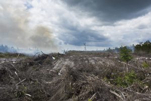 Scopri di più sull'articolo In Indonesia il governo vuole trasformare 200mila ettari di piantagioni da olio di palma in foreste