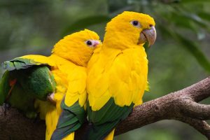 Scopri di più sull'articolo Il parrocchetto dorato torna a colorare i cieli dell’Amazzonia