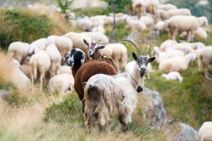 Scopri di più sull'articolo In California un gruppo di giovani pastori vuole usare capre e pecore per fermare gli incendi
