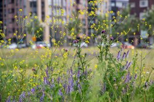 Scopri di più sull'articolo I prati fioriti della Pennsylvania: un nuovo approccio al verde urbano che tutela la biodiversità