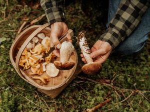 Scopri di più sull'articolo Come raccogliere i funghi, le regole di raccolta nazionali e regionali