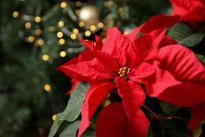 Scopri di più sull'articolo Le piante di Natale simbolo delle feste, che puoi regalare o tenere in casa (e curare fino all’anno prossimo)