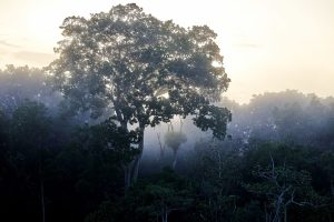 Scopri di più sull'articolo Come garantire la sostenibilità delle foreste tropicali: intervista al direttore dell’ATIBT