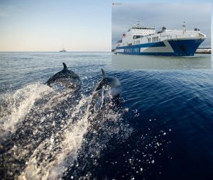 Scopri di più sull'articolo Cisterna con acido solforico affondata nel Mar Ligure, Wwf: «Si rischia il disastro ambientale nel santuario cetacei»