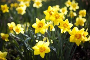 Scopri di più sull'articolo Come si coltiva il narciso, il fiore che simboleggia la bellezza (e che sembra portare anche bene)