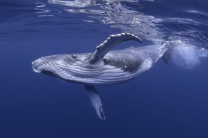 Scopri di più sull'articolo In Alaska, per la prima volta nella storia l’uomo ha parlato con una balena