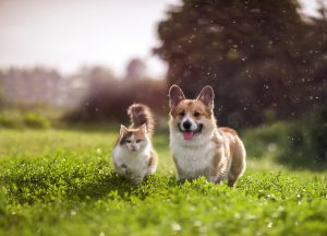 Scopri di più sull'articolo Cuneo approva il regolamento per il benessere degli animali: un passo avanti per la tutela degli animali, non solo di cani e gatti
