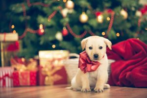 Scopri di più sull'articolo I cuccioli non sono oggetti, se a Natale ne vuoi regalare uno fallo consapevolmente (e non comprarlo)