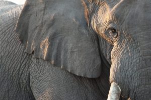 Scopri di più sull'articolo È morta Mali, elefante simbolo di sofferenza e solitudine, vittima dell’indifferenza umana