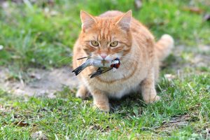 Scopri di più sull'articolo I gatti domestici sono tra i predatori più invasivi al mondo: mangiano più di 2000 specie