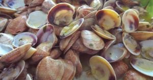 Scopri di più sull'articolo Vongole nude: la nuova fonte di cibo sostenibile che arriva dall’acquacoltura