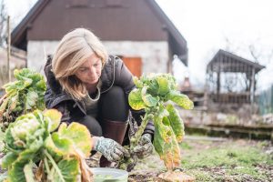 Scopri di più sull'articolo Come mantenere l’orto durante l’inverno per non farlo morire: segui questi consigli