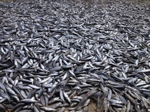 Scopri di più sull'articolo Il caso misterioso delle 1200 tonnellate di sardine ritrovate morte su una spiaggia in Giappone