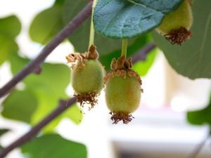 Scopri di più sull'articolo Come coltivare la pianta ornamentale del kiwi e come riuscire a raccoglierne i frutti