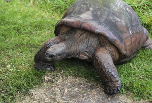 Scopri di più sull'articolo La tartaruga Jonathan compie 191 anni: è l’animale più vecchio al mondo