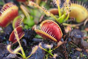 Scopri di più sull'articolo Cosa mangiano le piante carnivore, i metodi di cattura e come devi curarle in casa