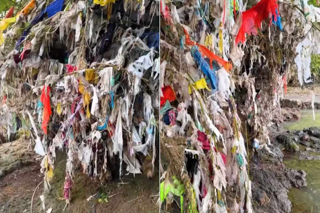 Scopri di più sull'articolo Ti mostro come persino gli alberi stanno soffocando per colpa della plastica