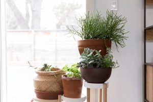 Scopri di più sull'articolo Dieci piante succulente da interni per decorare casa
